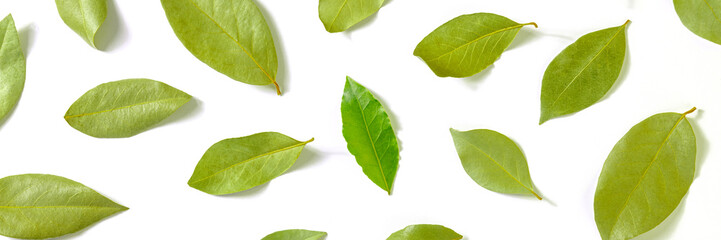 Bay leaf panorama. A pattern of dry laurel leaves with one fresh and bright one, overhead flat lay shot on a white background, culinary panoramic banner