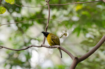 Fototapeta premium bird