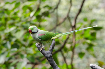 bird