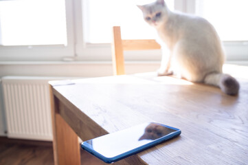 Smartphone is casually left on the edge of a table on which a cat sits and can drop the phone....