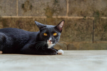 Portrait of a black and white striped domestic cat looking at the camera.