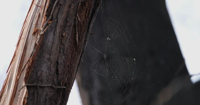 woven spider web on a tree in nature with bugs and prey