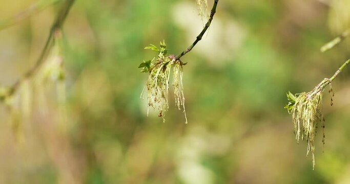 bud in nature in the spring