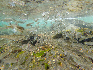 Release of juvenile salmon from the Nishibetsu River