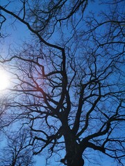 Drzewo na tle błękitnego nieba. Zdjęcie zrobione w Wielkanoc, 17 kwietnia 2022 roku.  - obrazy, fototapety, plakaty