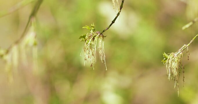 isolated bud of an evergreen tree