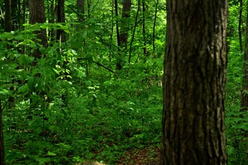 Nature is the material world of the universe, in fact — the main object of the study of natural sciences. In everyday life, the word "nature" is often used in the meaning of natural habitat.