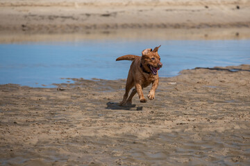 szczęśliwy brązowy pies biegający po plaży - obrazy, fototapety, plakaty