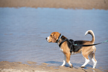 młody pies rasy beagle podczas spaceru na plaży - obrazy, fototapety, plakaty