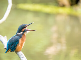 Der Eisvogel (Alcedo atthis)