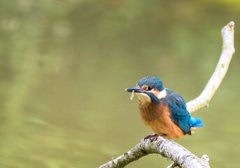 Der Eisvogel (Alcedo atthis)