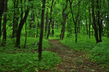 Nature is the material world of the universe, in fact — the main object of the study of natural sciences. In everyday life, the word 