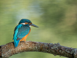 Der Eisvogel (Alcedo atthis)