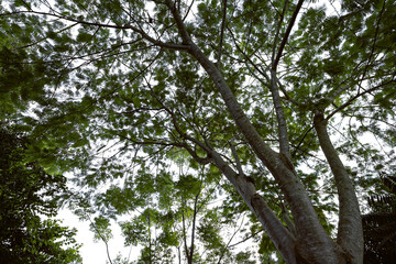 Arvore tropical