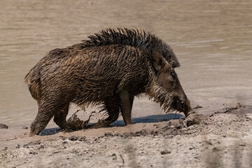 India, wild boar in the mud