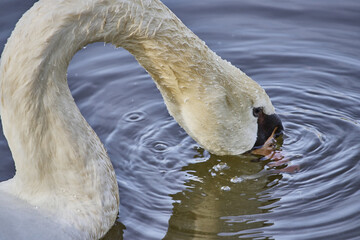 Close-up of graceful white swan in the lake