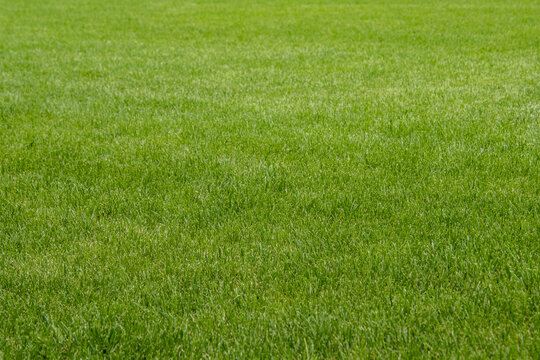 Perfect green grass of the sport field or back yard