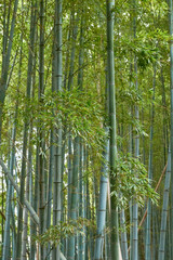 Bamboo grove forest. Nagoya. Japan