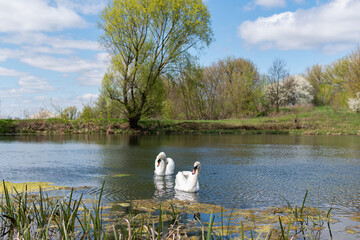 Obraz premium Two big and beautiful white swans swimming on a lake on a bright sunny day in spring or summer