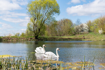 Two big and beautiful white swans swimming on a lake on a bright sunny day in spring or summer © Bohdan