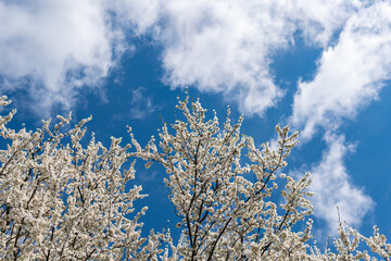 Beautiful cherry or apricot tree with white leaves on a bright sunny day in spring. Blue sky, outdoors, nature.
