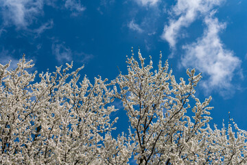 Beautiful cherry or apricot tree with white leaves on a bright sunny day in spring. Blue sky, outdoors, nature.