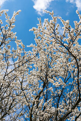 Beautiful cherry or apricot tree with white leaves on a bright sunny day in spring. Blue sky, outdoors, nature.