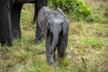 Baby elephant walking with its mother on the grass