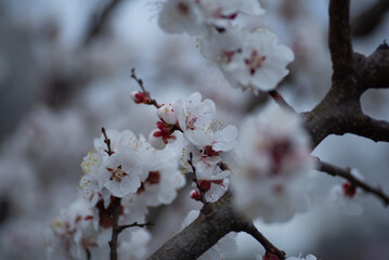 young apricot branches, flowering apricot branch