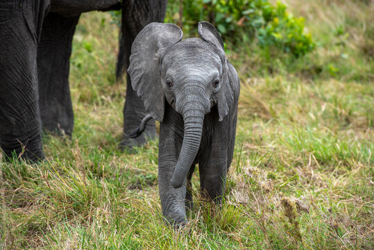 Baby Elephant Walking With Its Mother On The Grass