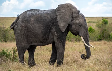 Zelfklevend Fotobehang Big African elephant eating grass in the park © B G  Moore/Wirestock Creators