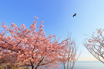 Obraz premium 海沿いの河津桜