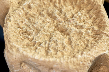 Dinosaur backbone fossil bones. Relic skeleton bone structure on specimen. © Androbaza/Wirestock Creators