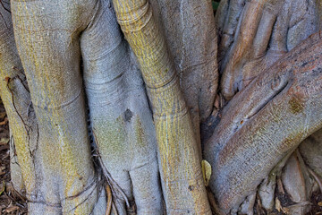 Tree trunks at La Brea Tar Pits