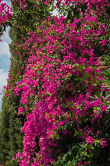 flowers in the garden