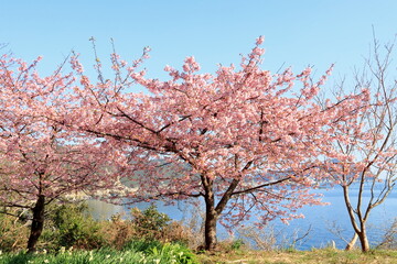 Fototapeta premium 海沿いの河津桜