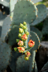 Opuntia cactus (prickly pear, prickly pear cactus) flower in bloom and blossom with green leaves in a garden