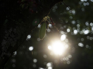 Starfruit wuluh silhouette on a tree