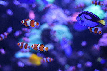 Orange clown coral fish on a blue background. - Powered by Adobe