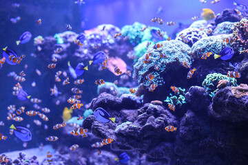 Plakat Orange clown coral fish on a blue background.