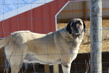 Closeup shot of Kangal dog looking at camera behind wire fences