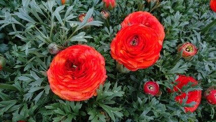 Ranunculus flowers