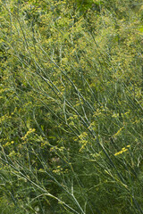 Common fennel (Foeniculum vulgare). Called Fennel, Florence fennel and Finocchio also
