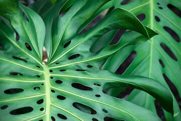 Fototapeta na wymiar Swiss cheese plant (Monstera deliciosa). Called Split-leaf philodendron also.