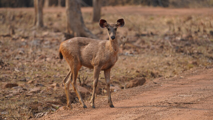 Closeup shot of a brown deer standing on a road