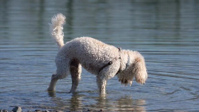 a male poodle dog jumps into the water in a shoal and asks for a thrown wooden stick
