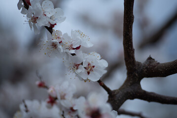 young apricot branches, flowering apricot branch