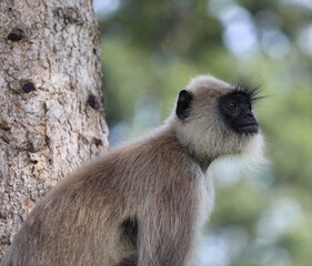 a long macaque