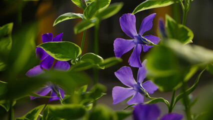 Closeup of Catharanthus roseus, commonly known as bright eyes, Cape periwinkle.