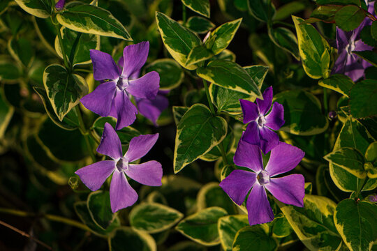 Closeup of Vinca herbacea, with common name herbaceous periwinkles.